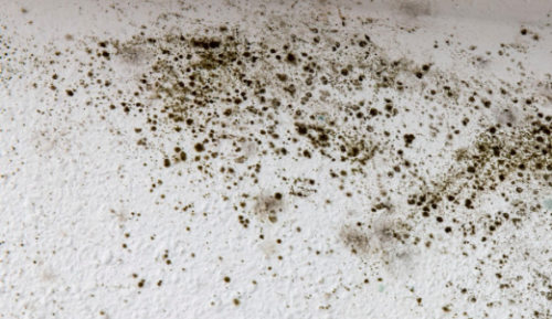 professional black mold removal contractor