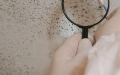 Mold remediation process -Technician treating mold in a home