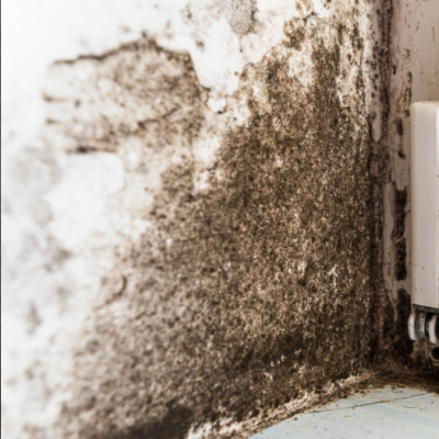 Mold-remediation-company-Elyon-Restoration Mold-remediation-company-Elyon-Restoration